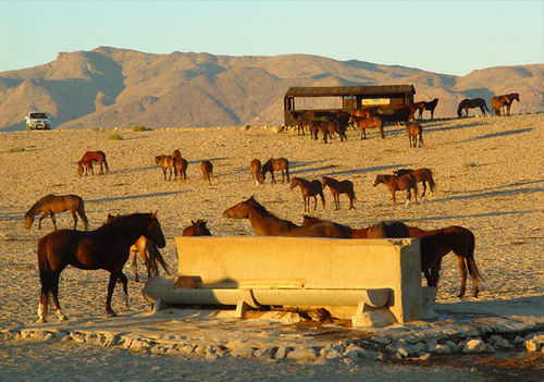 Klein-Aus Vista Desert Horse Inn Exteriér fotografie